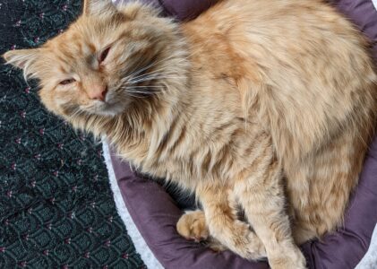 Meet our Cat
